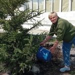 Сотрудники бердского музея высадили рядом с учреждением двухметровые ели
