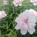 До конца месяца продлится аномальная жара в регионе