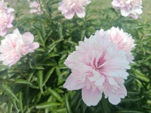 До конца месяца продлится аномальная жара в регионе