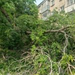 В Бердске спилили разломившийся на две части аварийный клен
