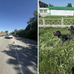 Автомобиль столкнулся с мопедом в центре Бердска