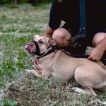 Пес погибшего на СВО бойца ищет нового хозяина и надежный дом