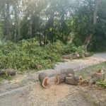 В Бердске спилили и кронировали 259 деревьев