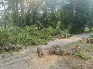 В Бердске спилили и кронировали 259 деревьев