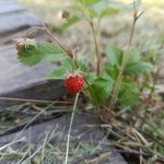 Начало недели в Бердске будет дождливым
