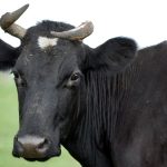 Новосибирским фермерам компенсируют до 70% затрат на покупку скота