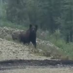 Медведя встретили по дороге на концерт музыканты из Бердска