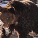Бердчанам рассказали, может ли бурый медведь поселиться в лесах города
