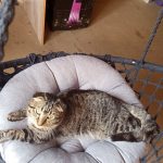 Бердчане продолжают искать потерянного кота