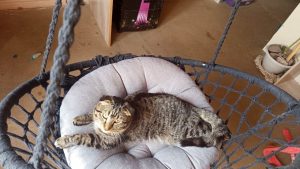 Бердчане продолжают искать потерянного кота