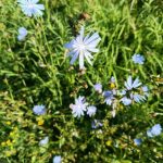 До +30 градусов будет подниматься столбик термометра в Бердске
