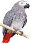 В Бердске ищут улетевшего попугая Жако