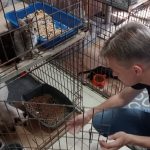 В Бердске продолжается благотворительная акция «Лапы помощи»