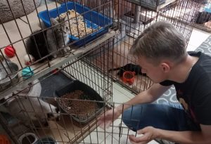 В Бердске продолжается благотворительная акция «Лапы помощи»