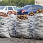 Много мелочи: свежая картошка на новосибирских рынках подорожала на 30%