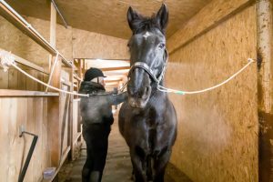 В Новосибирске лошадь упала на 16-летнюю чемпионку по конному триатлону